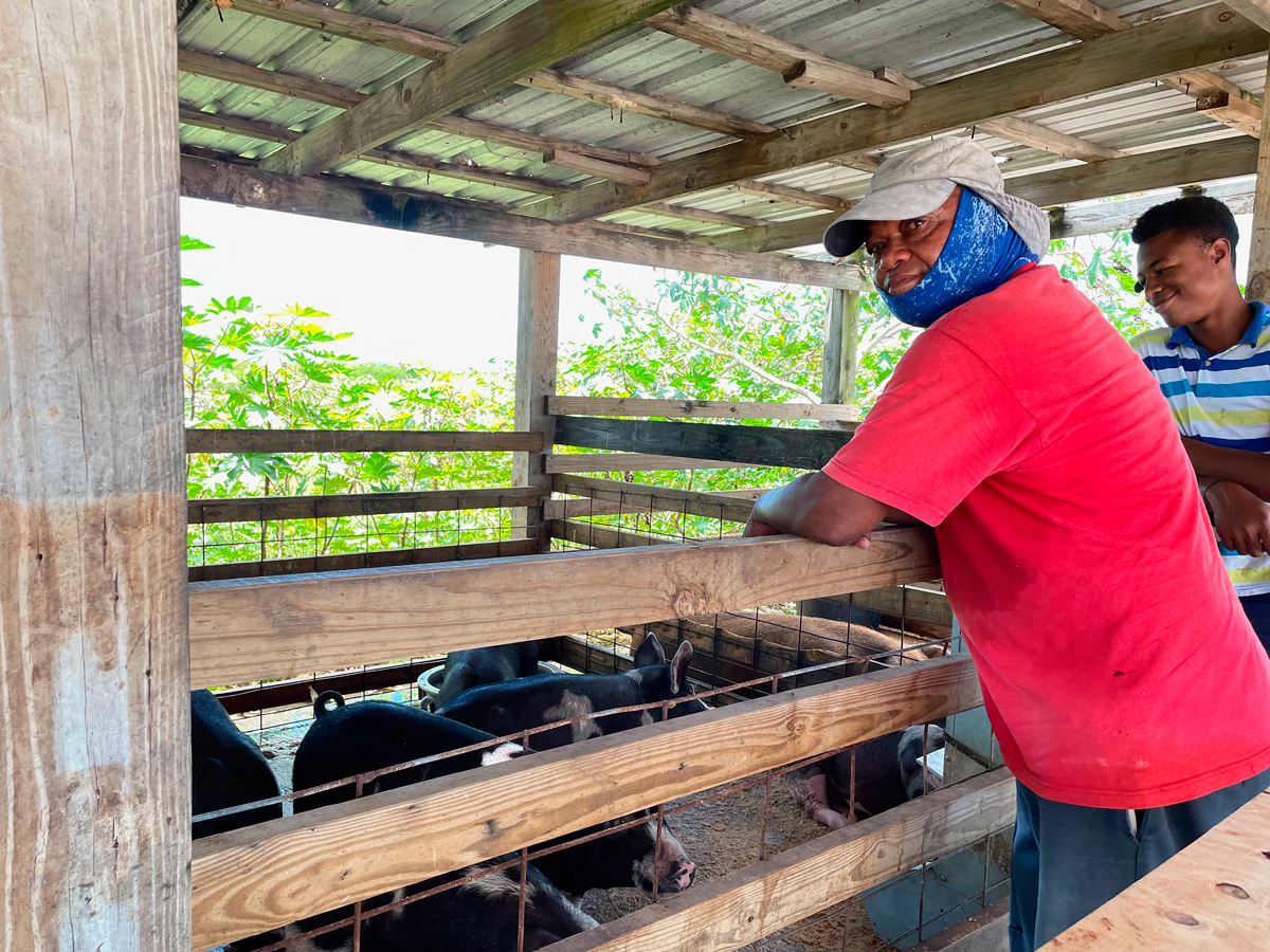Farming In Long Island The Bahamian Project