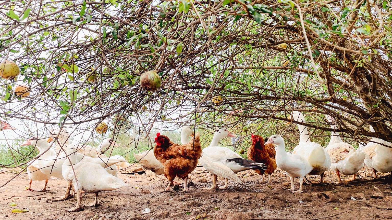 Farming In Long Island The Bahamian Project